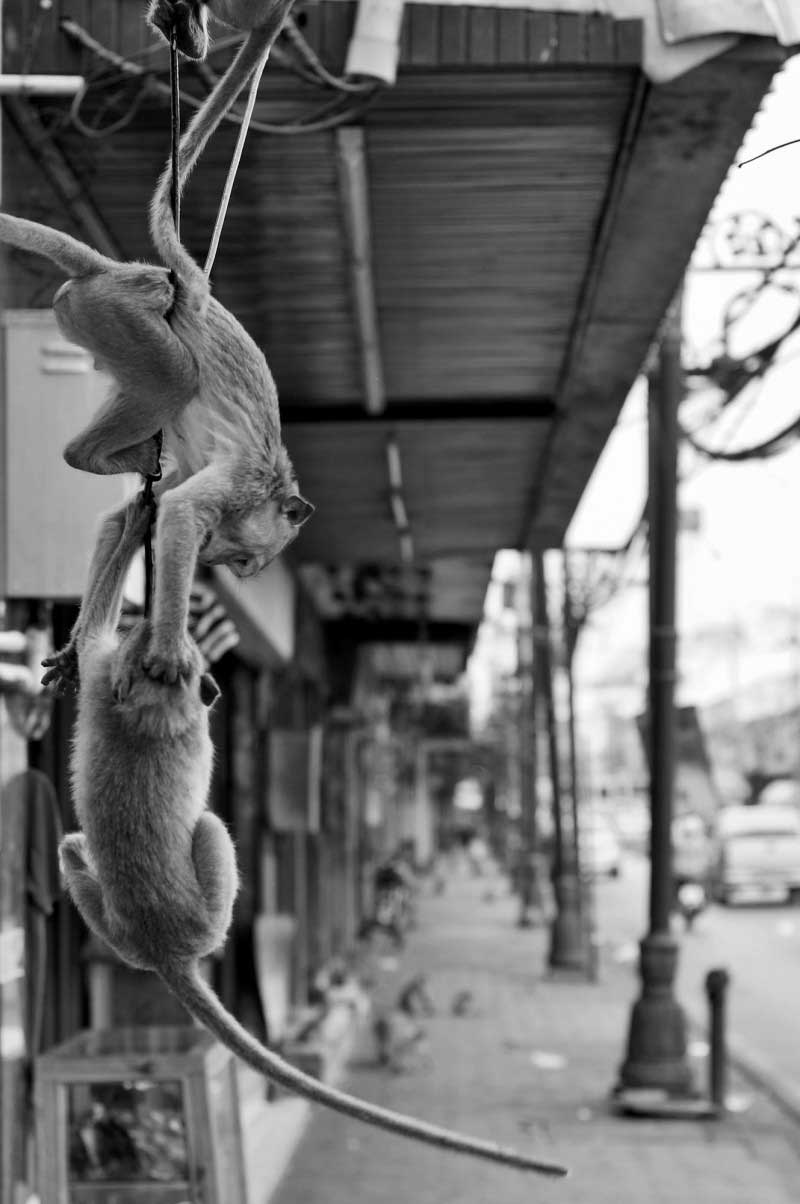 Fighting monkeys