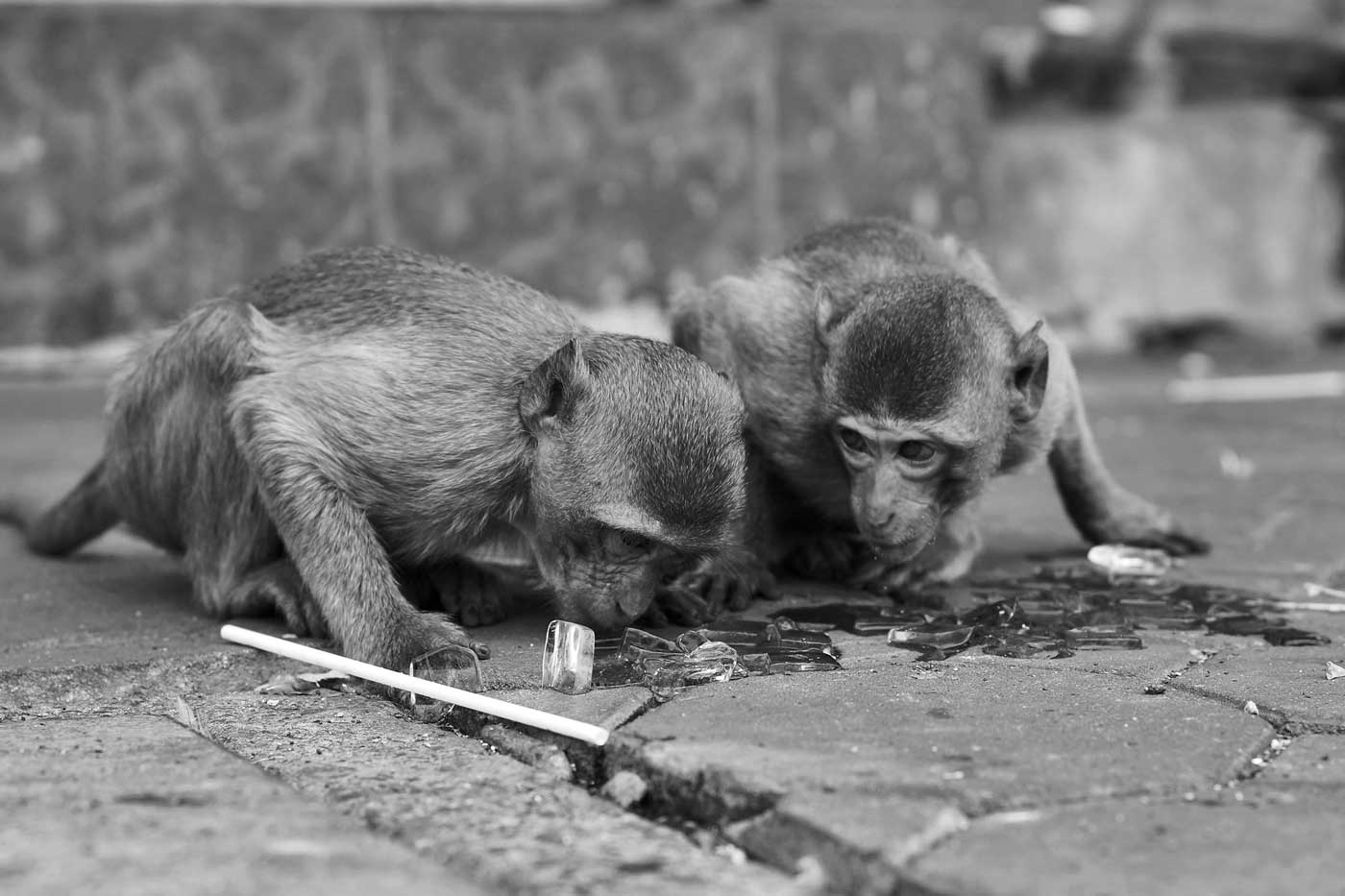 Ice cube monkeys