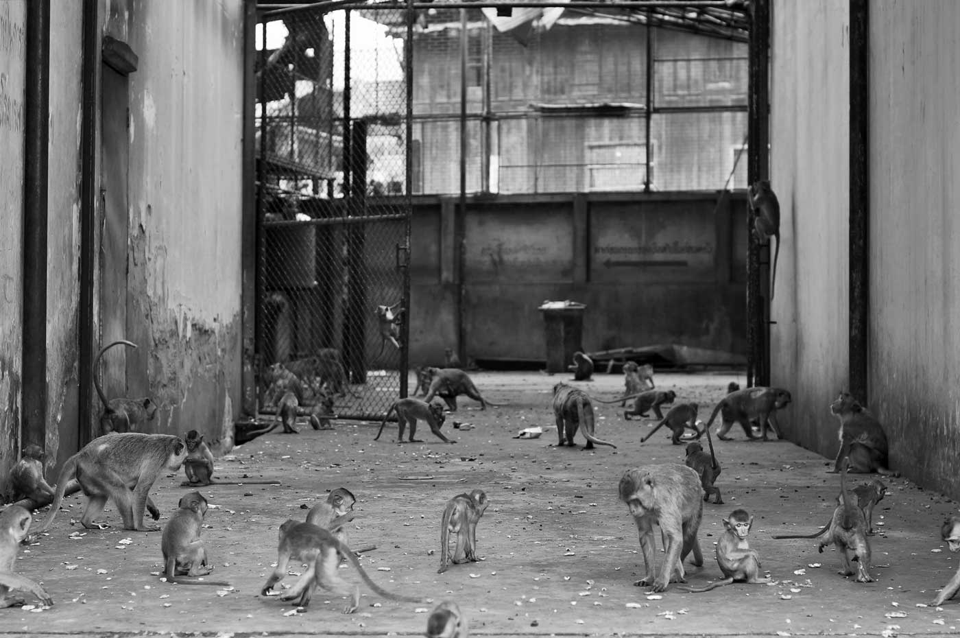 Monkey house