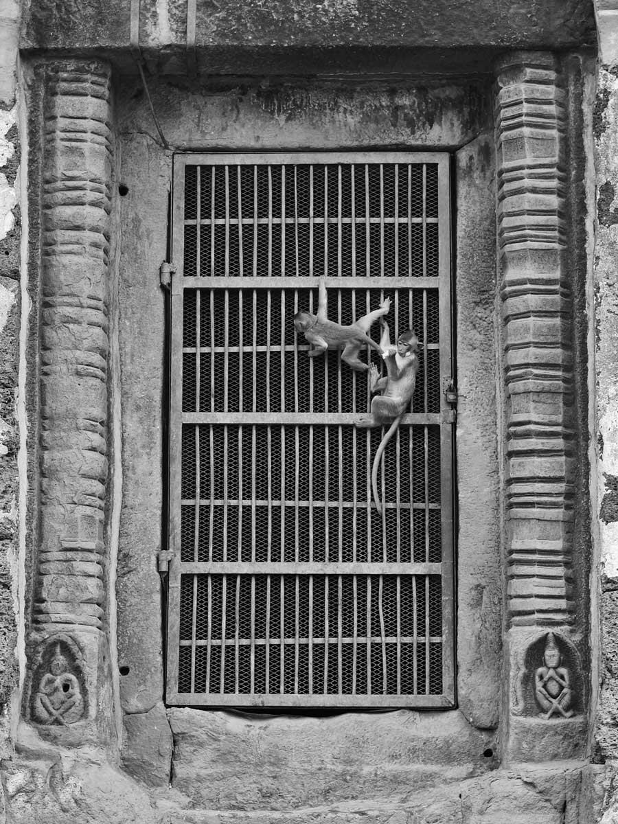 Monkeys on temple gate