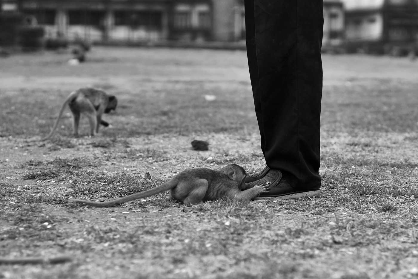 Monkey and a shoe