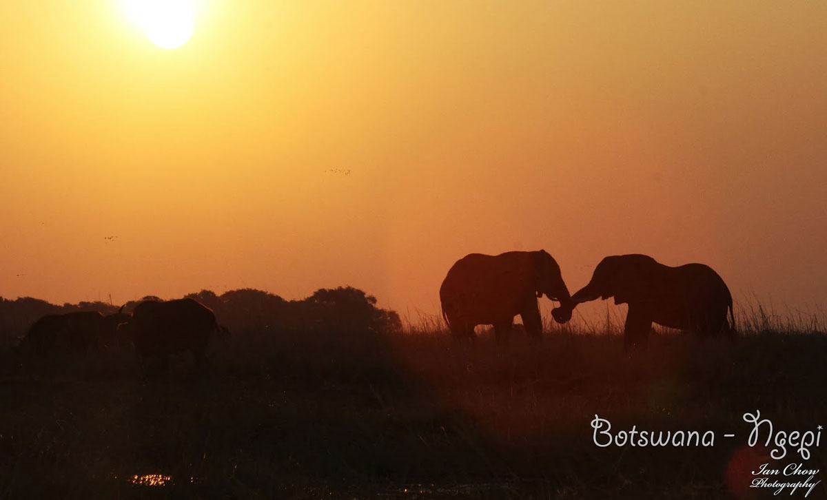 African elephants
