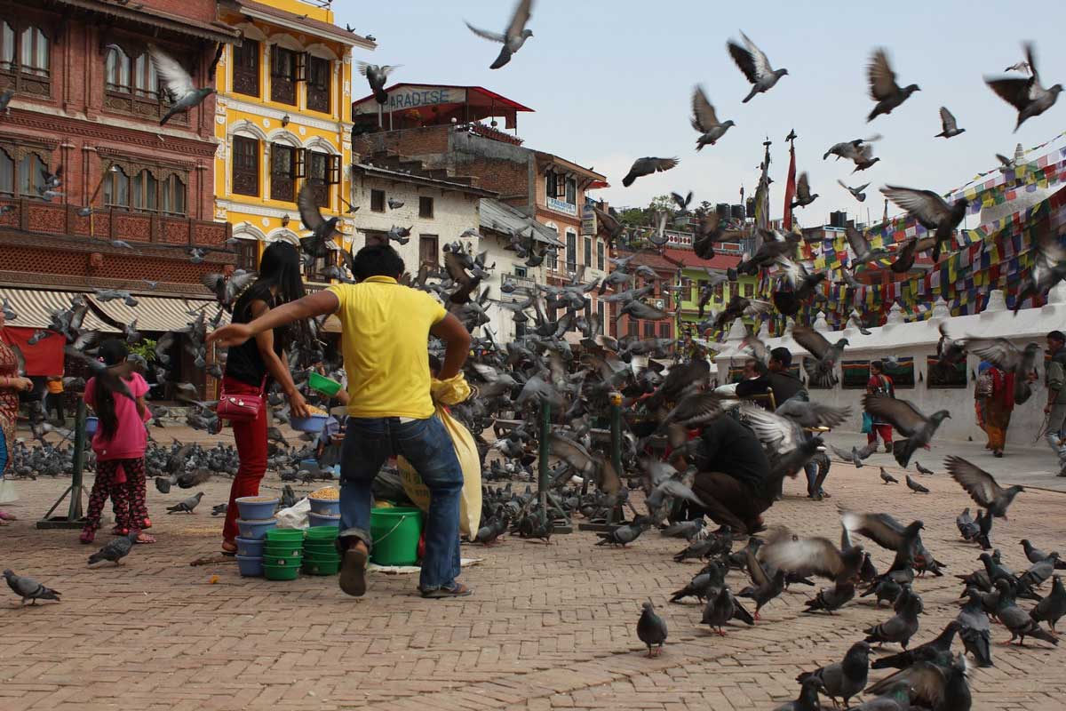 Pigeons