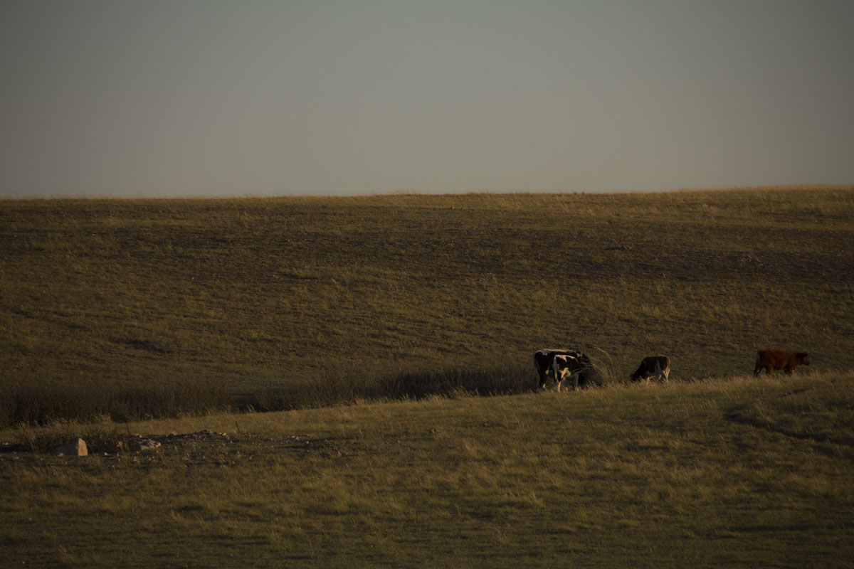 An Evening Pasture An Evening Pasture