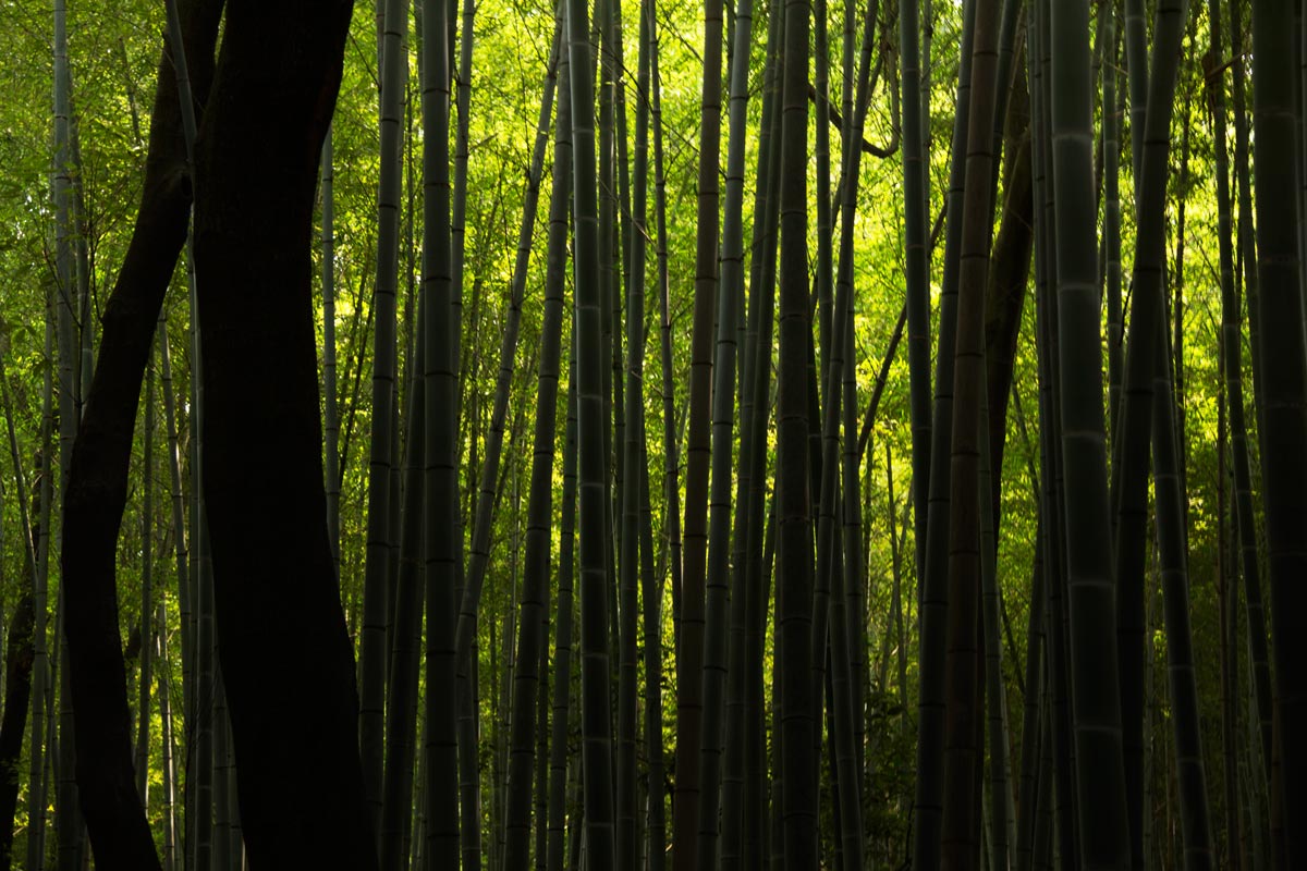 Arashiyama Bamboo Arashiyama Bamboo