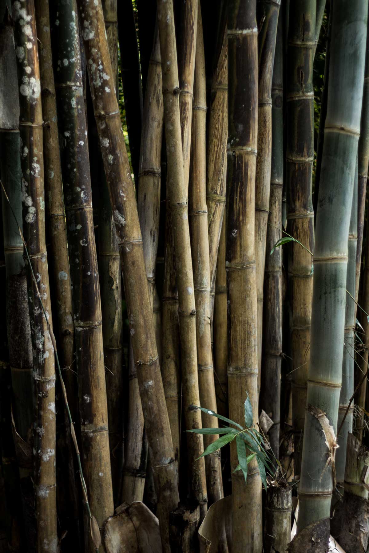 Bamboo of Mt. Suthep