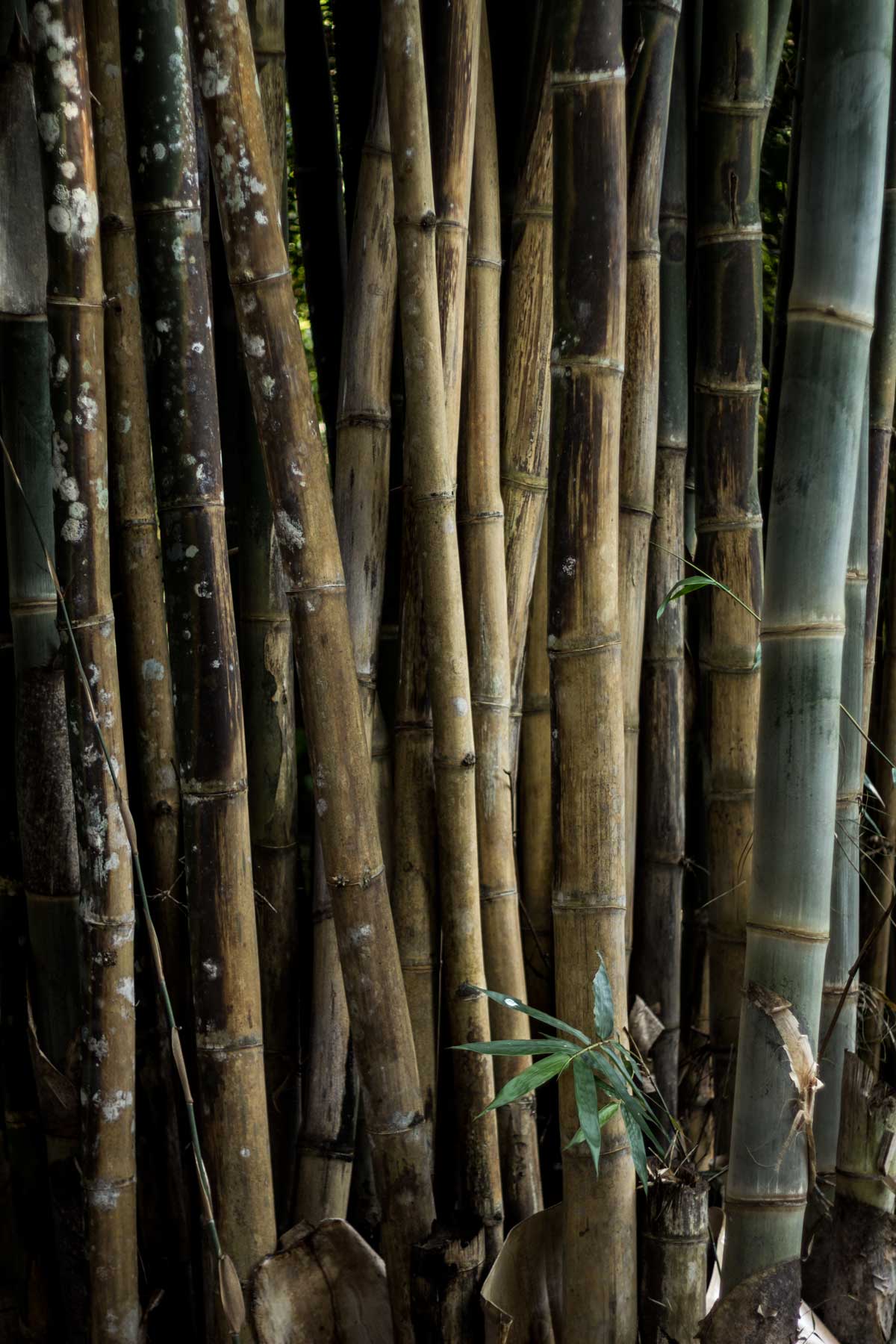 Bamboo of Mt. Suthep Bamboo of Mt. Suthep