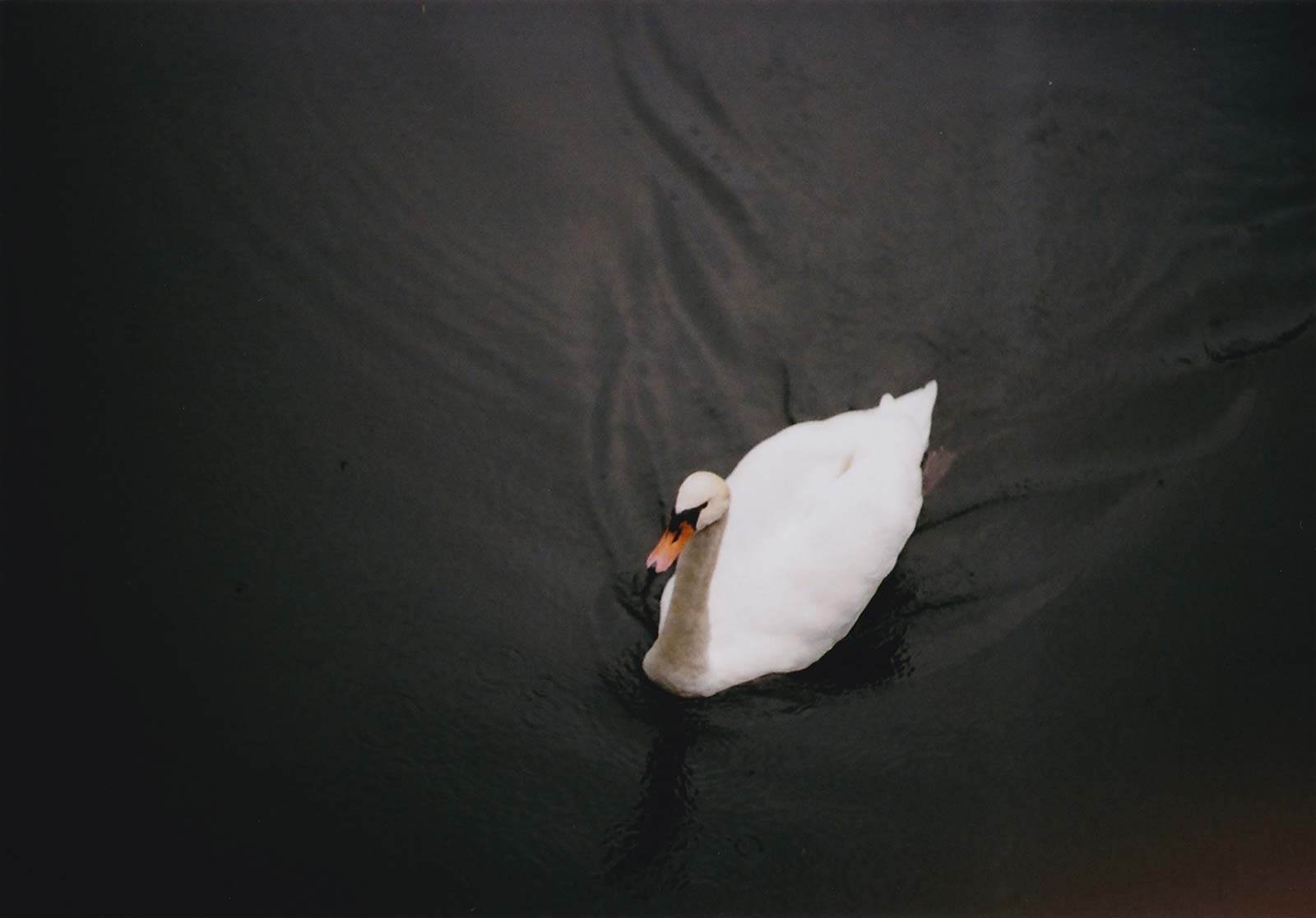 Swan Swan