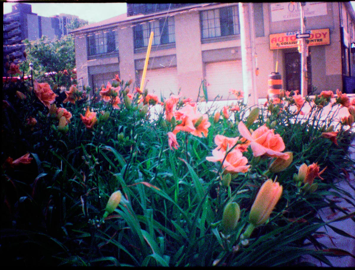 Car Shop Flowers Car Shop Flowers