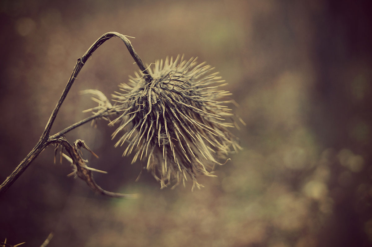 Eery Flower Eery Flower