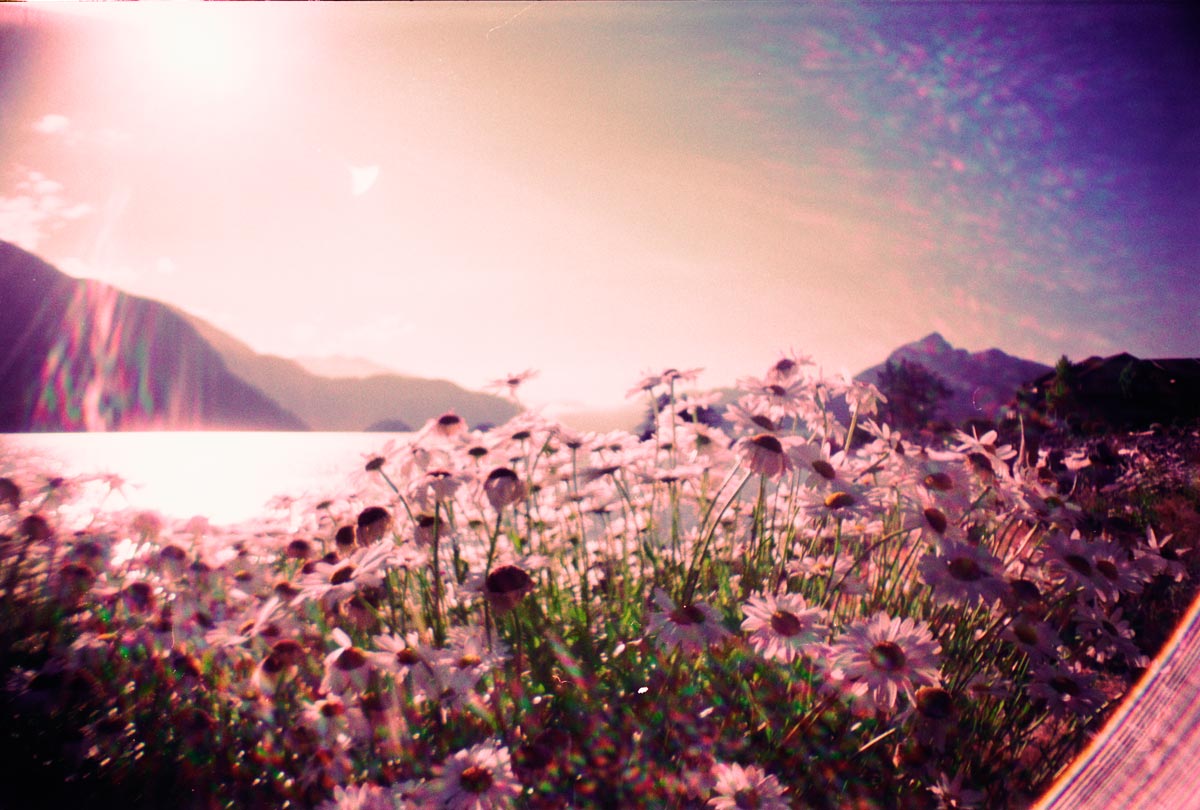 Evening Daisies Evening Daisies