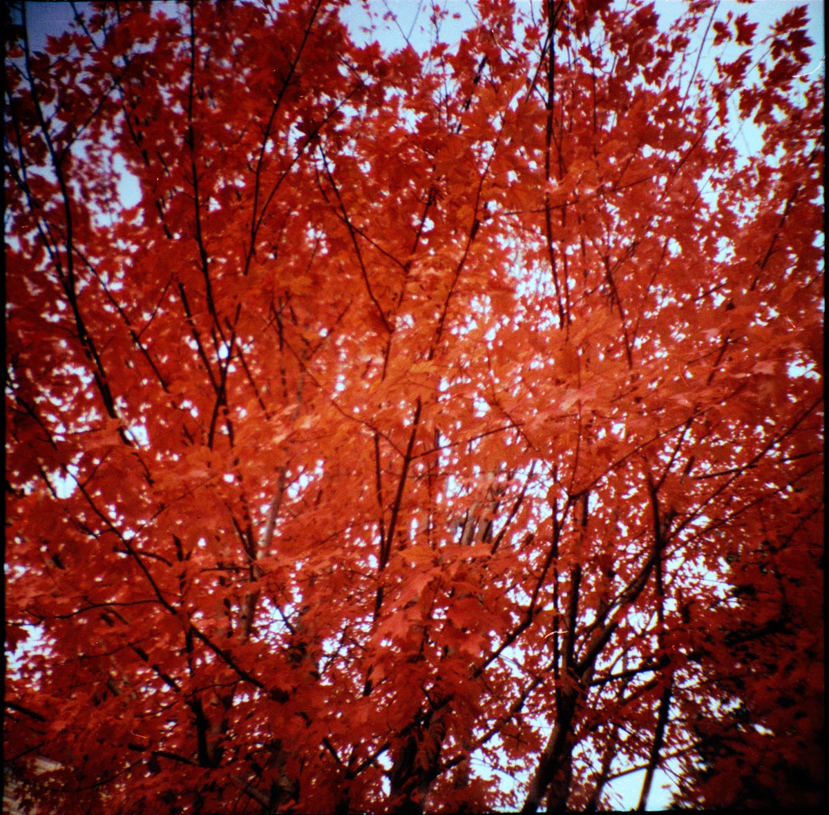 Fall in the Sky Fall in the Sky