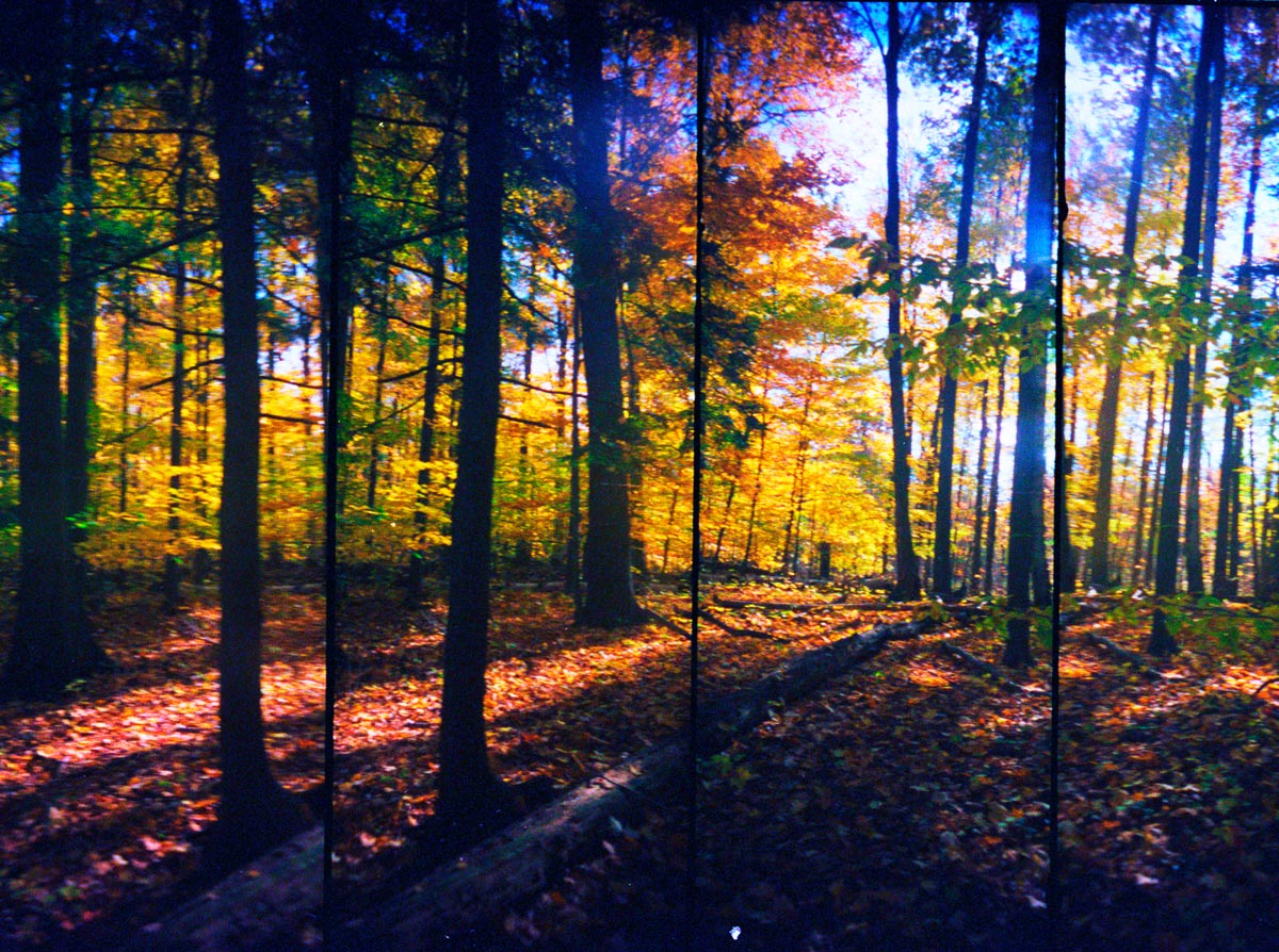 Forest in the Fall Forest in the Fall