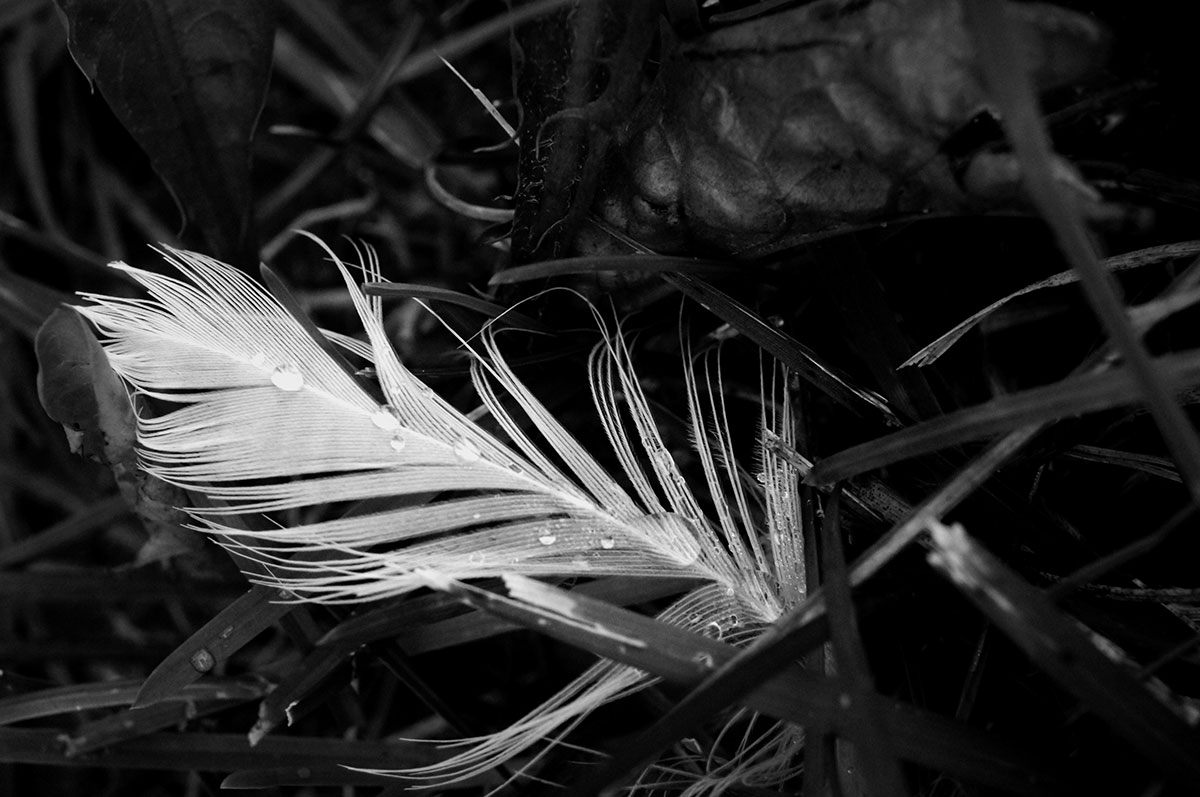 Gentle Feather Gentle Feather