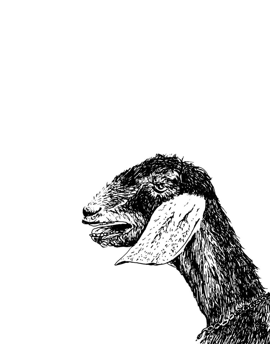 Goat Goat