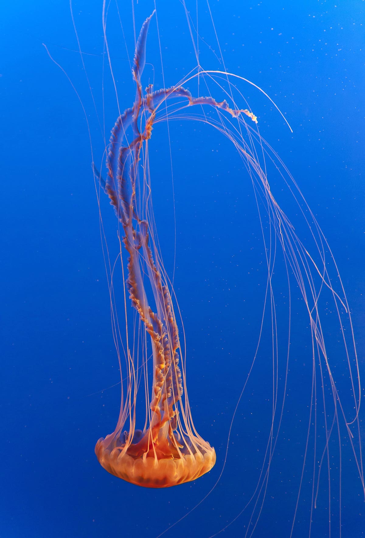 Large Jelly Fish Large Jelly Fish