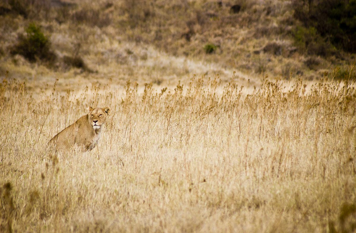 Lioness Looking For A Meal