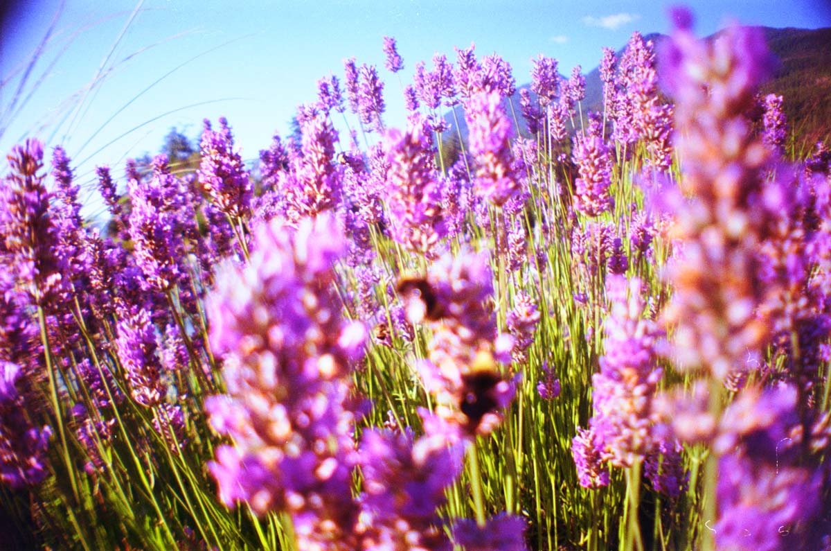 Mountain Flowers Mountain Flowers