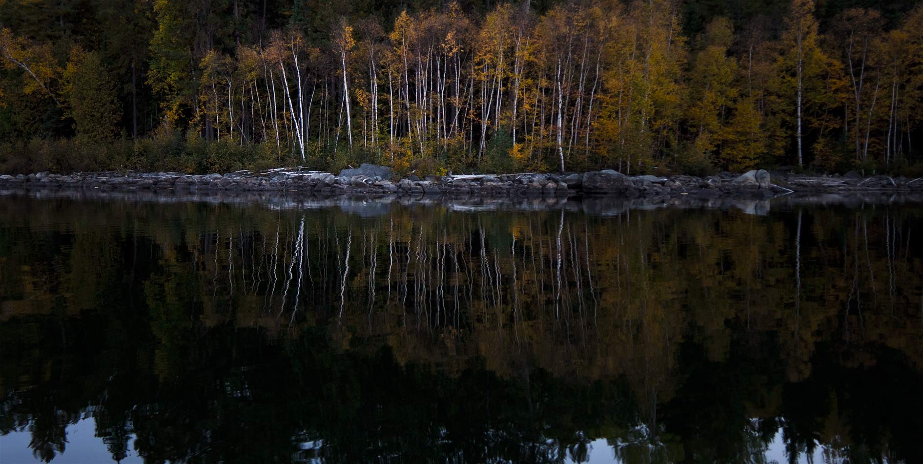 Northern Birch Northern Birch