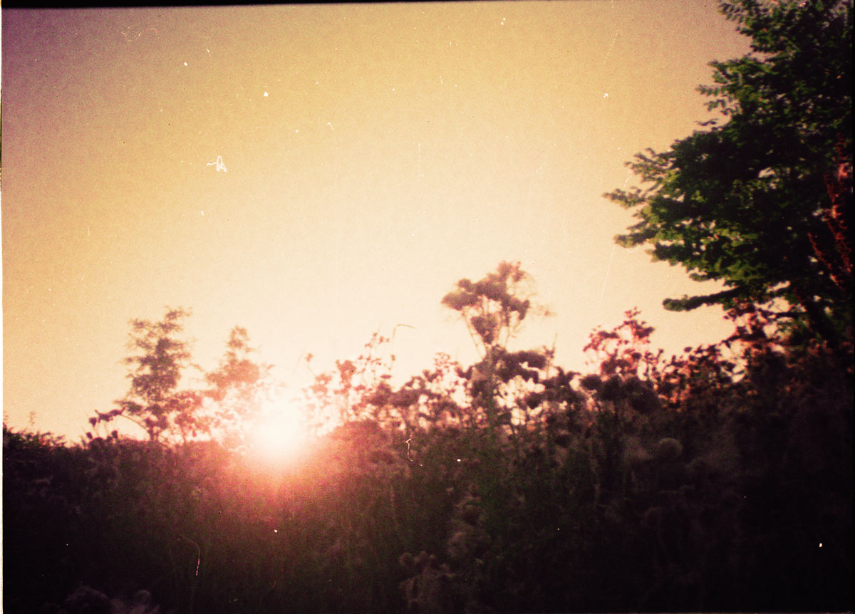 Sunset in the Grass Sunset in the Grass