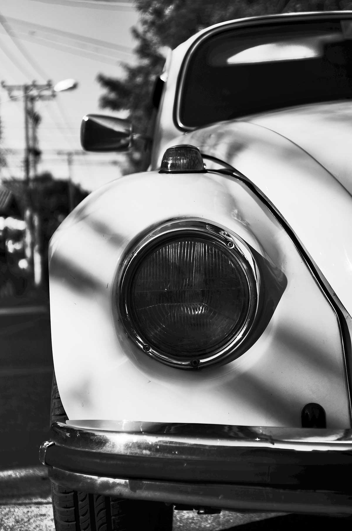 The Beetle The Beetle