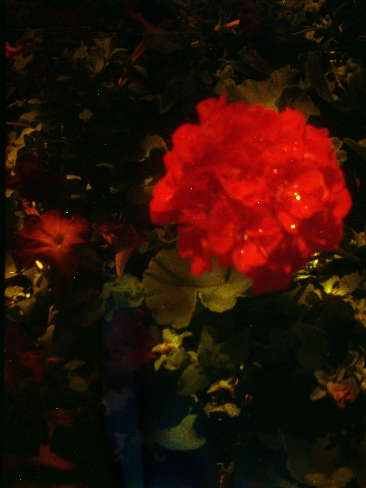 A Very Red Flower A Very Red Flower