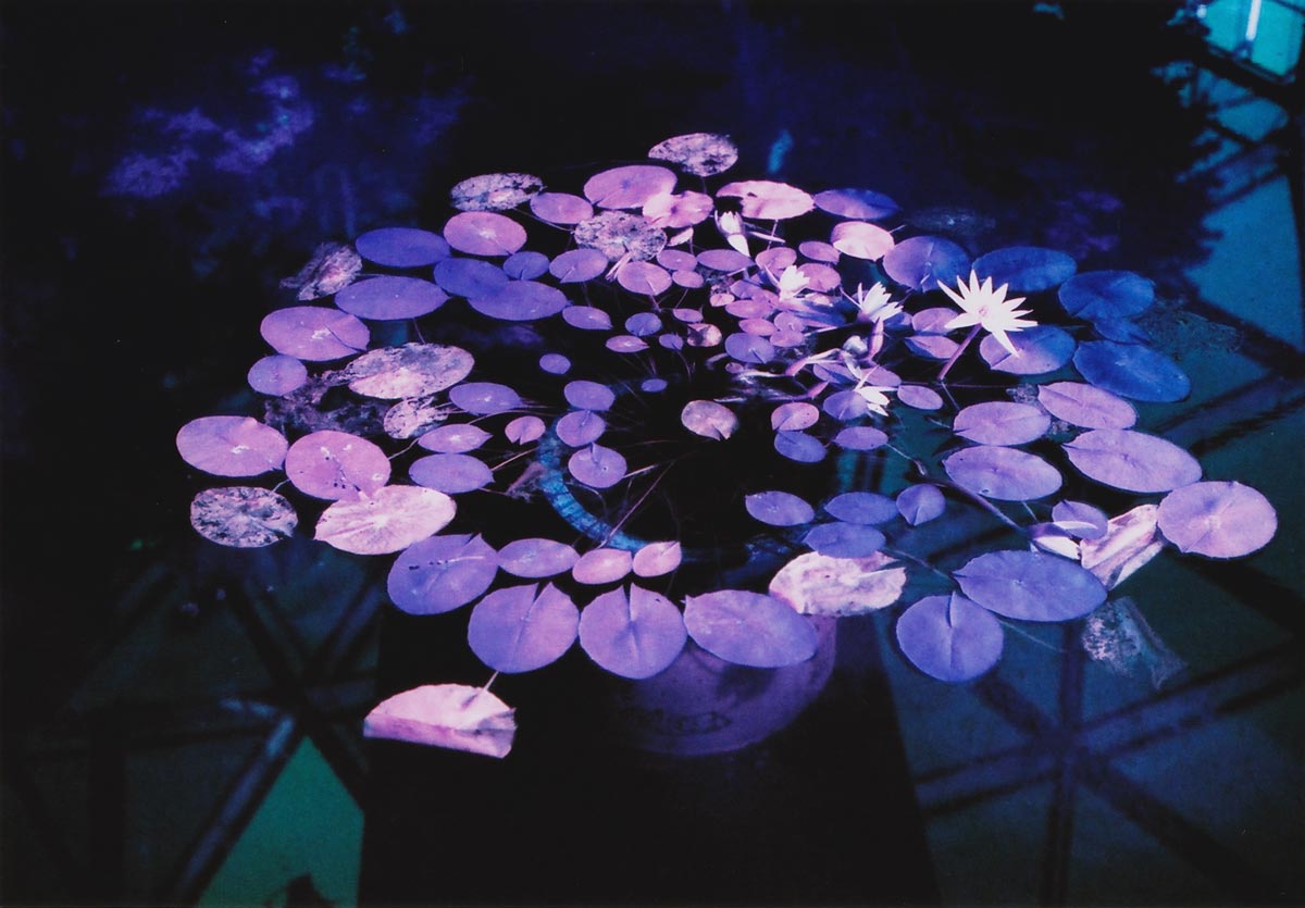 Purple Universe Purple Universe