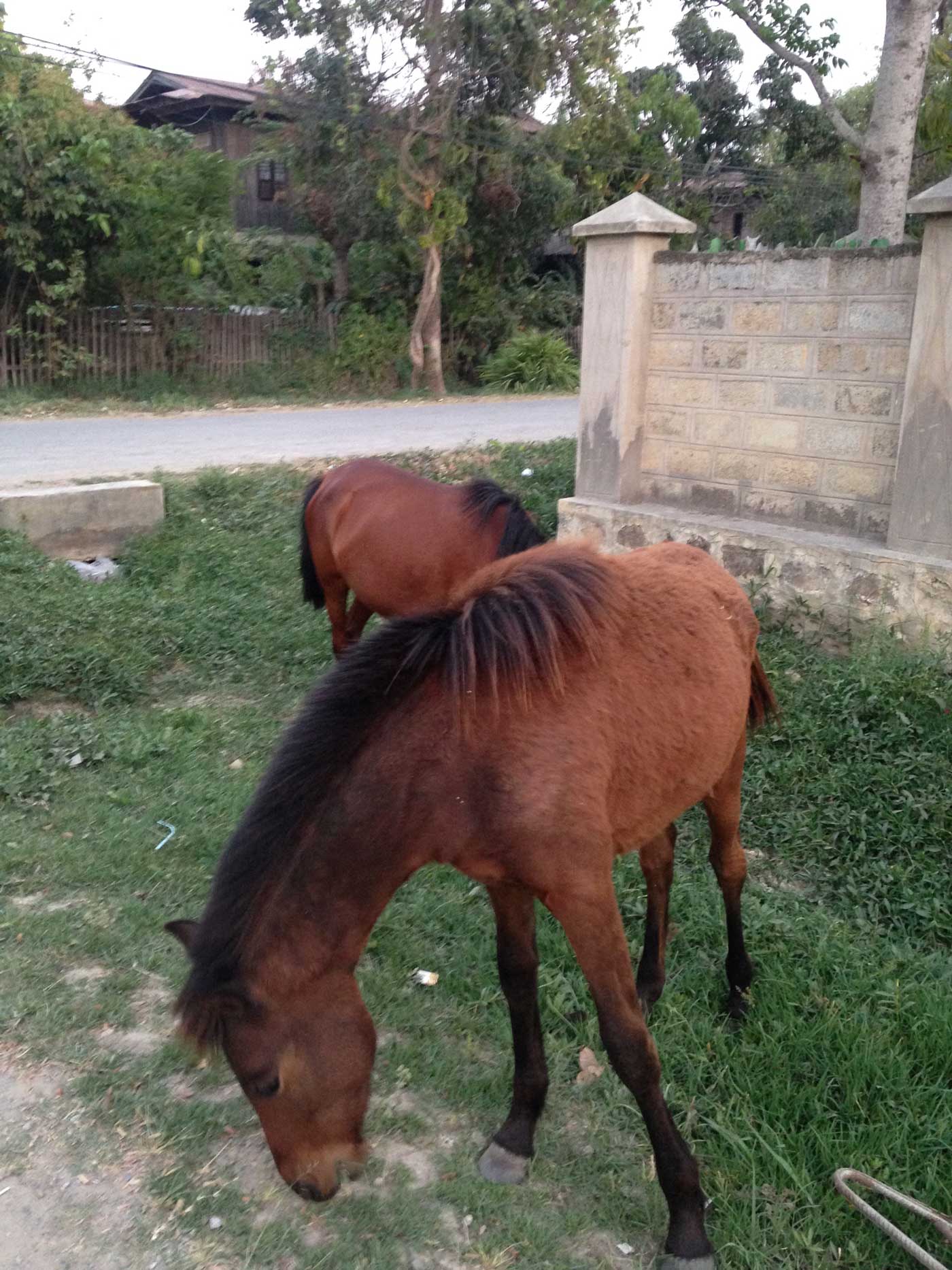 Horses