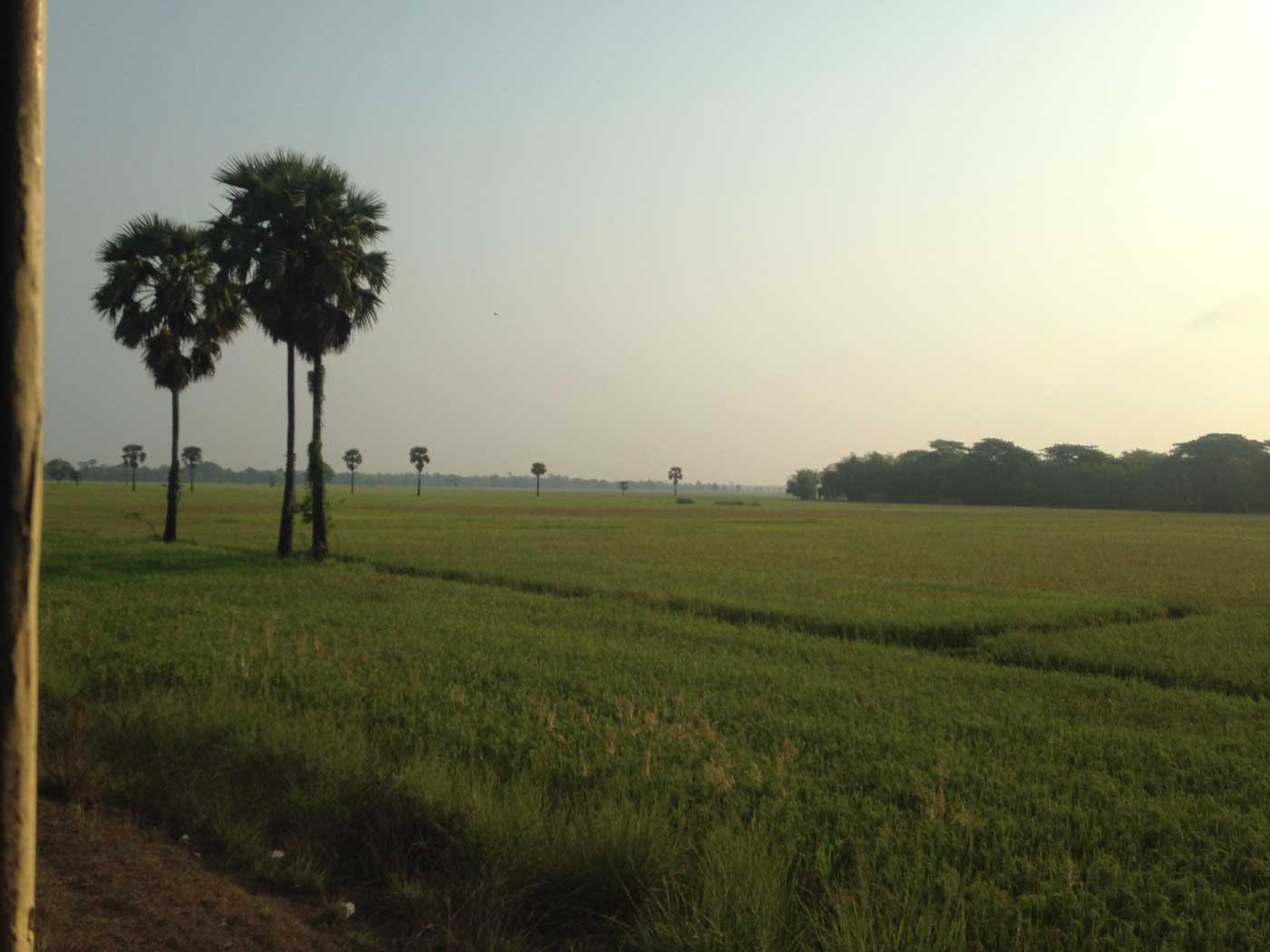 Rice field