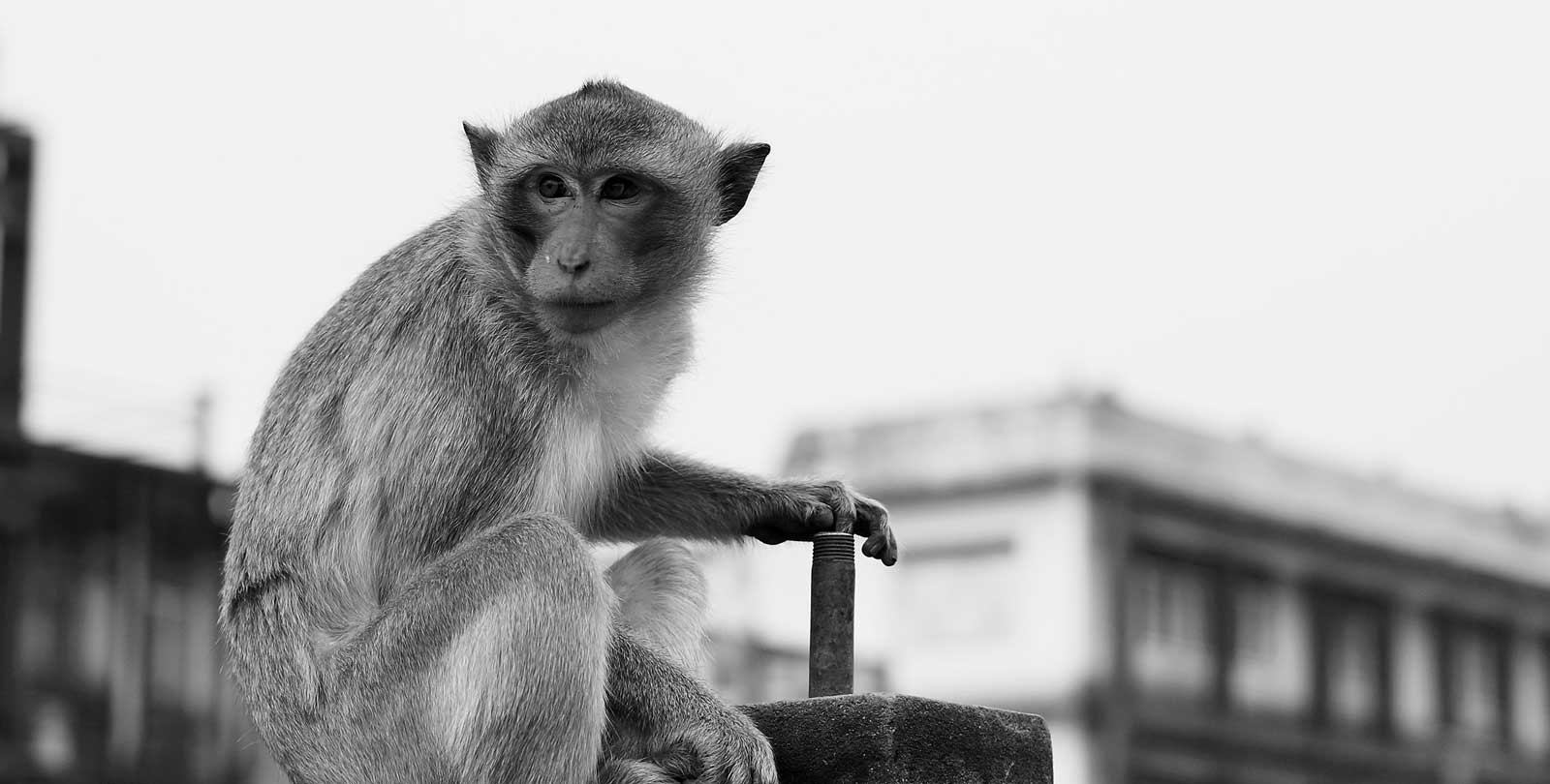 A Day in Monkey Town